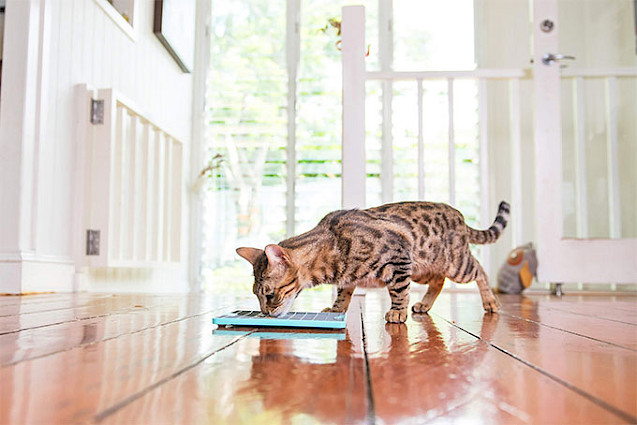 LickiMat® TUFF™ Playdate Cat - 