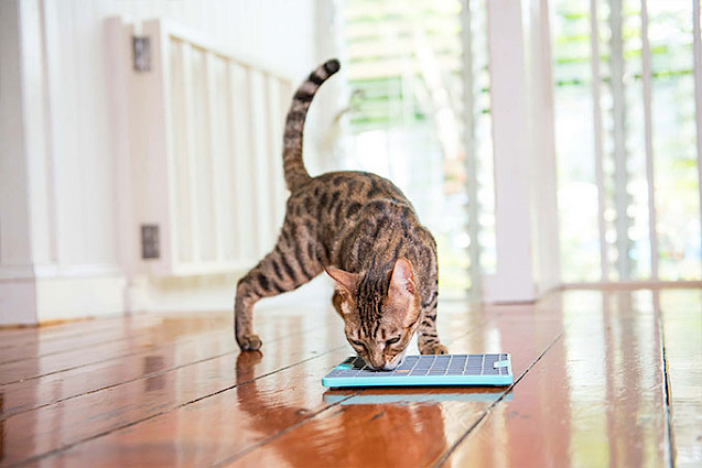 LickiMat® TUFF™ Playdate Cat - 