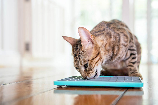 LickiMat® TUFF™ Playdate Cat